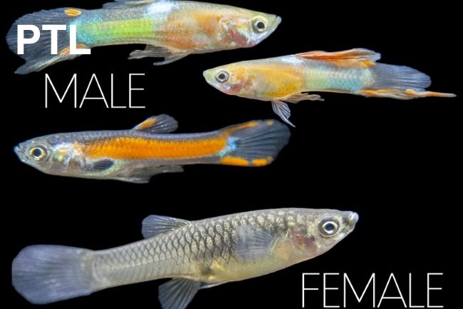 PTL696614-6615 POECILIA ENDLERI COPPIE MIX - NANO GUPPY PAIRS